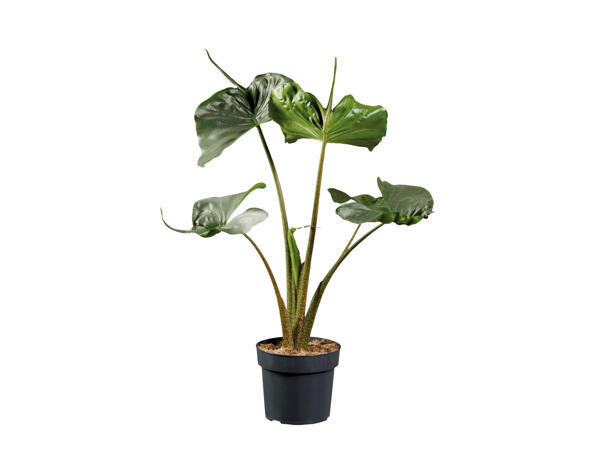 Alocasia Houseplants