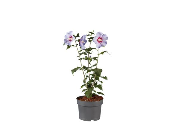 Hibiscus Mix