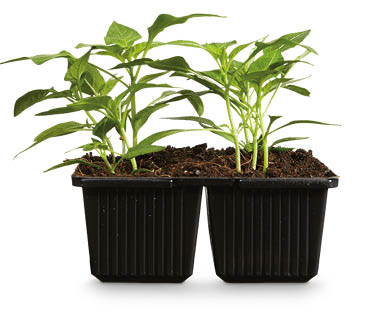 Assorted Seedlings 4pk