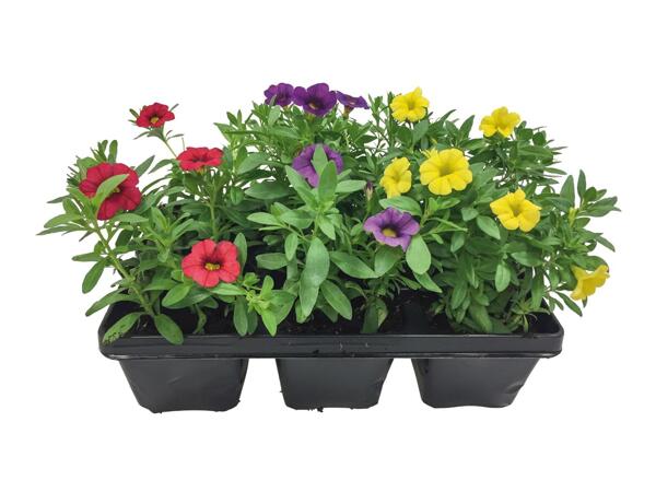 Bedding Plants