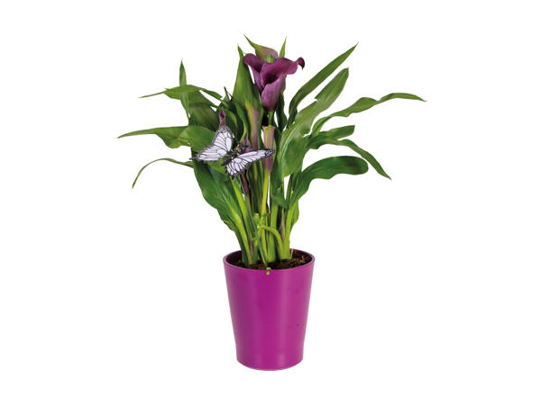 Calla in Ceramic Pot1