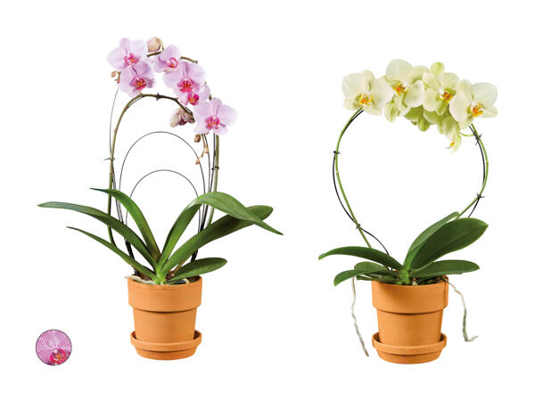 Phalaenopsis en arc dans un pot en terre cuite