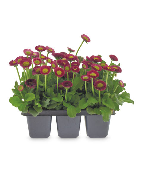 Autumn 6 Pack Bedding Plants