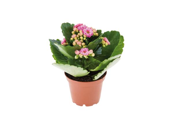 Mini Flowering Plants