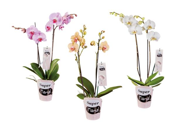 Phalaenopsis con coprivaso "Super Mama"