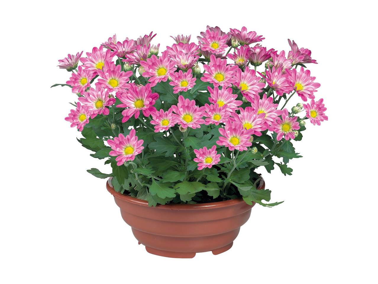 Chrysanthemum Bowl1