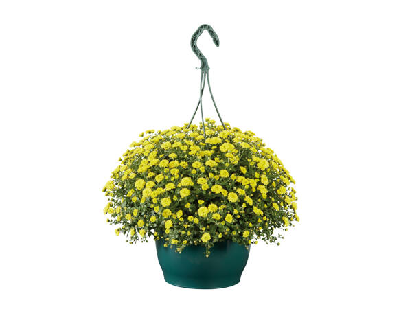 Chrysantheme im Hängetopf