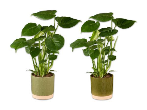 Monstera in Keramik