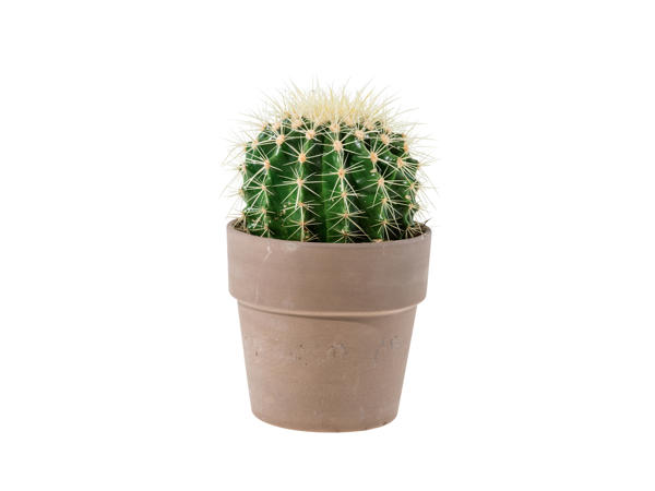 Cacti in Ceramic Pot