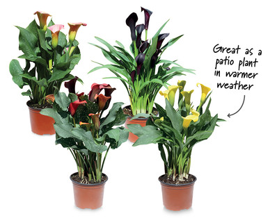 Calla Lily
