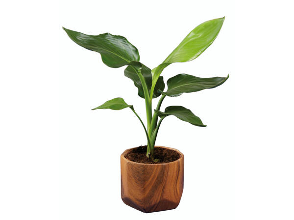 Plantes vertes avec pots en céramique effet bois