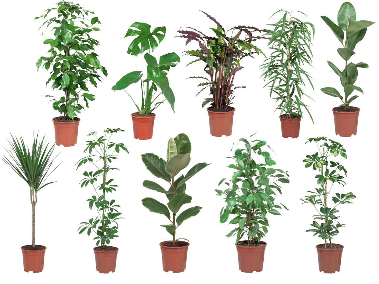 Assorted Houseplants Lidl Northern Ireland Specials archive
