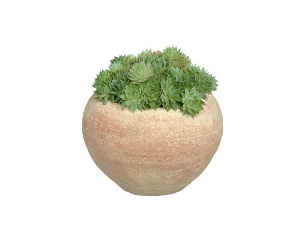 Succulents in Earthenware Pots1
