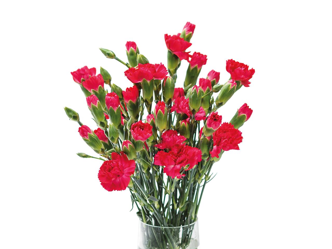 Spray Carnations1