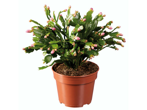 Schlumbergera XXL