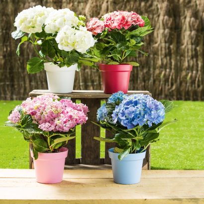 Hortensie