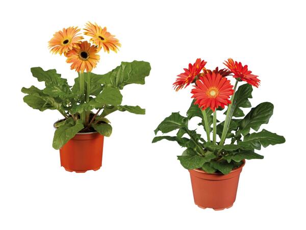 Mélange de gerberas