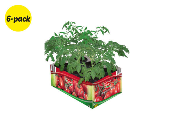 Tomatplantor