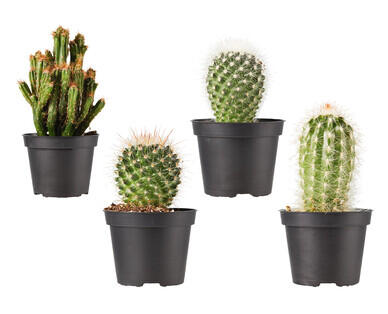 Assorted Cactus