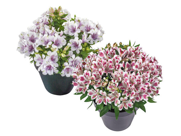 Alstroemeria