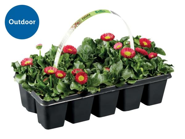 Early Flowering Plants