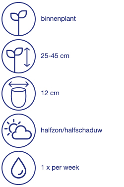 Luchtzuiverende plant