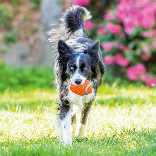 Jouet pour chiens