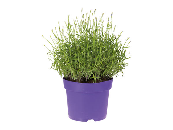 Giant Lavender