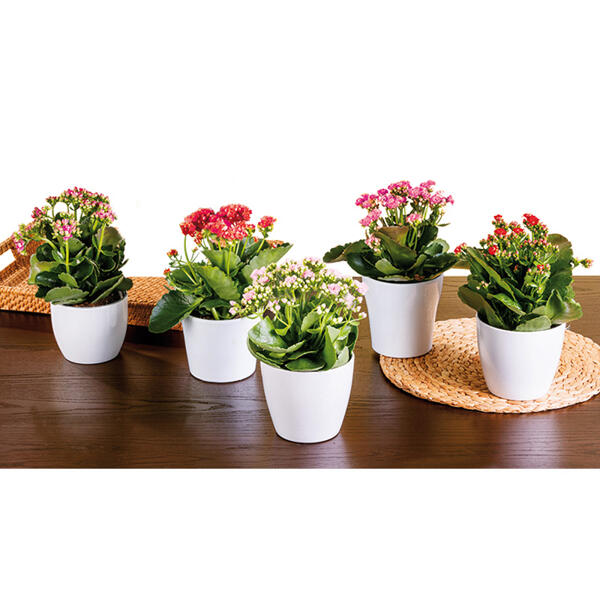 Kalanchoe Calandiva