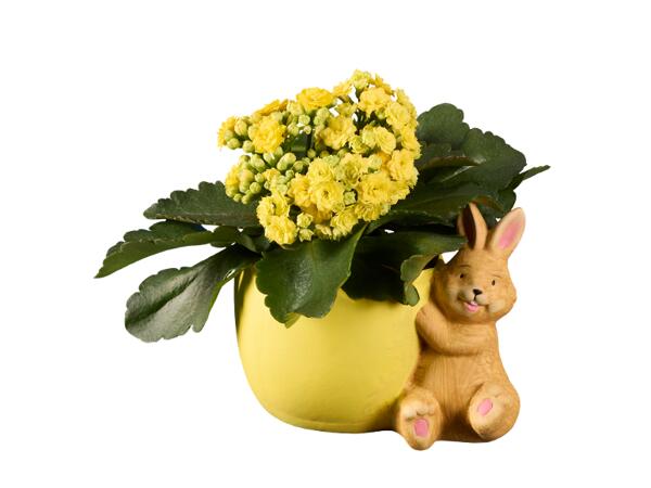 Easter Bunny with Kalanchoe