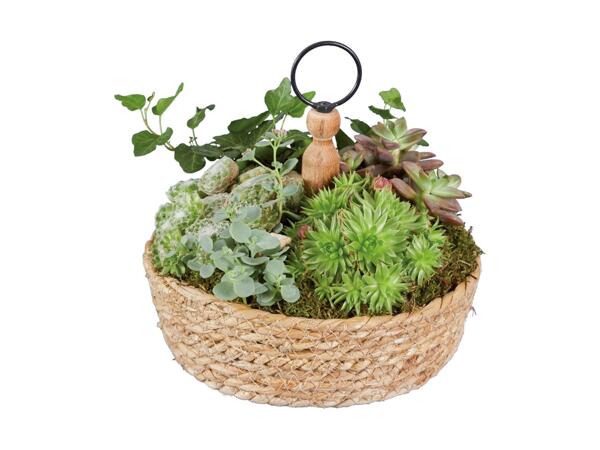 Corbeille d'algues plantées