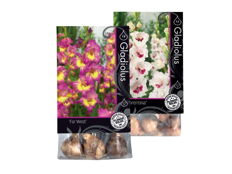 Premium Gladioli Bulbs