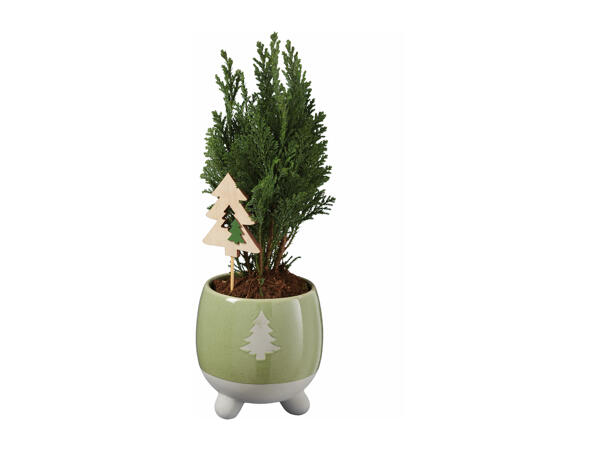 Conifer in Festive Ceramic