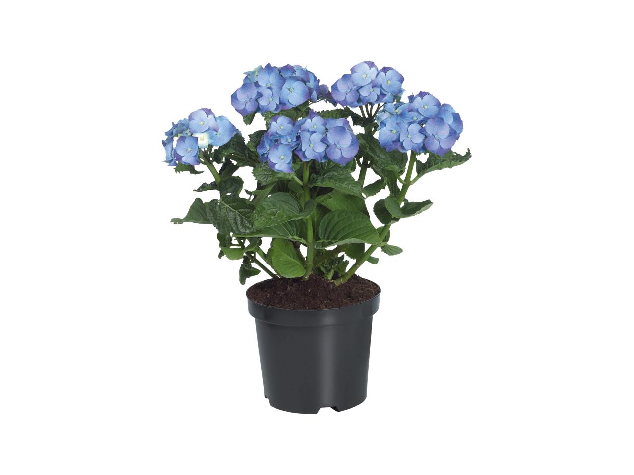 Garden Hydrangea1