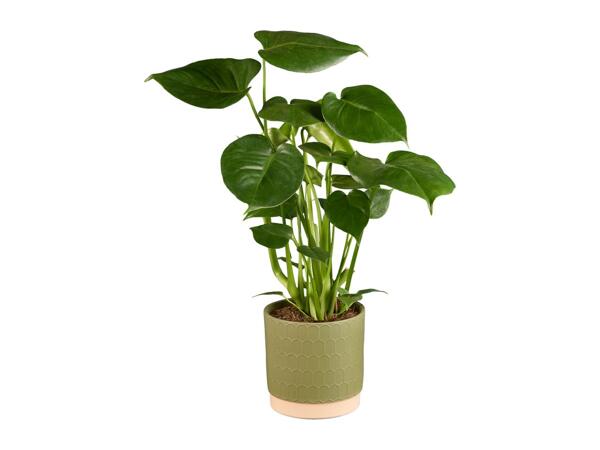 Monstera in Green Ceramic