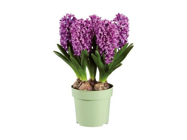 Blomstrende løgplanter