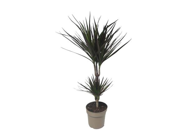 Dracaena Mix