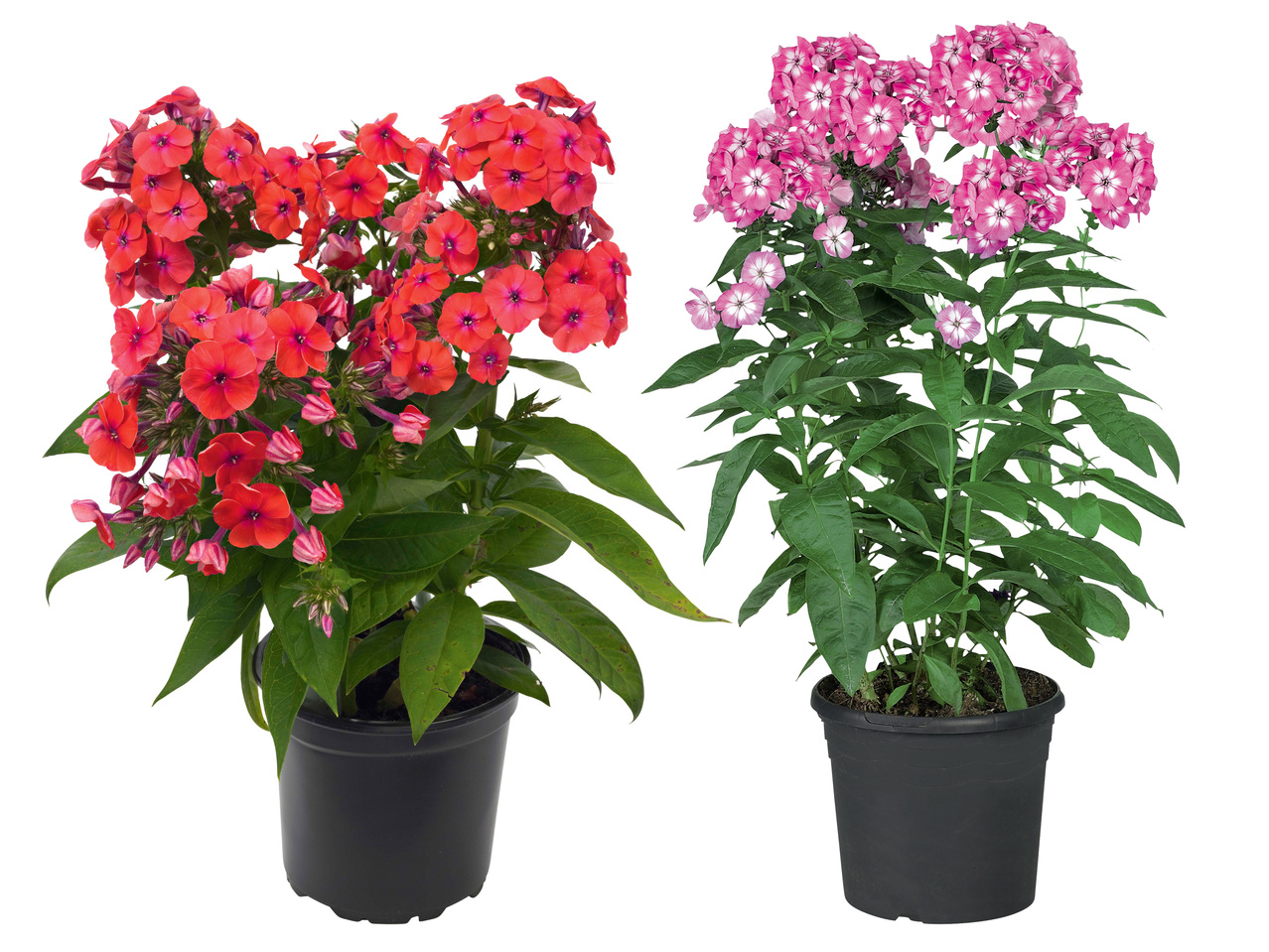Phlox