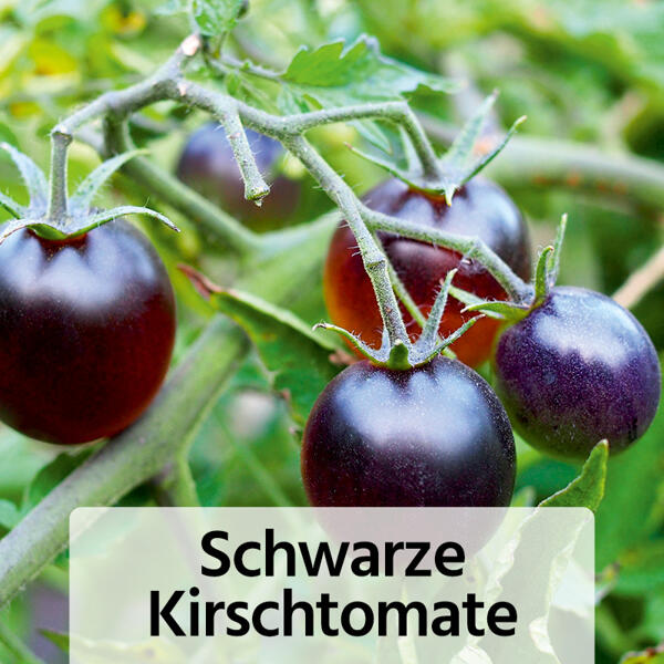 Fruchtgemüse / Tomaten