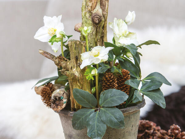 Julerose