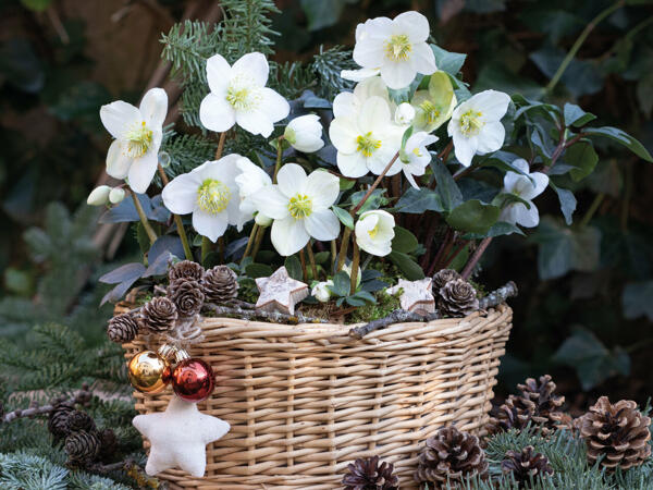 Christrose (Helleborus)