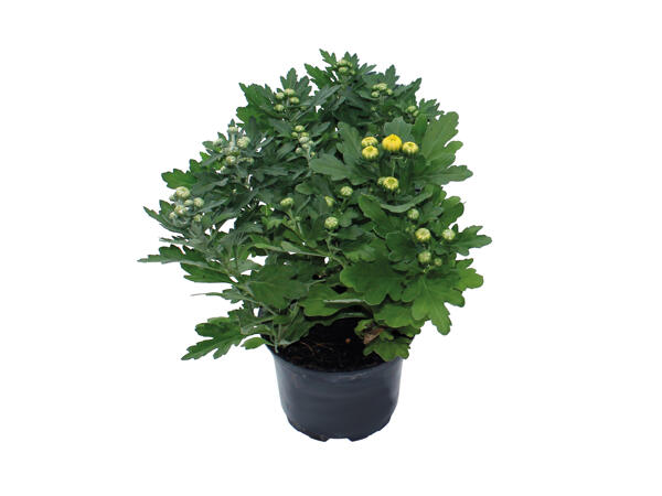 Frilandschrysanthemum