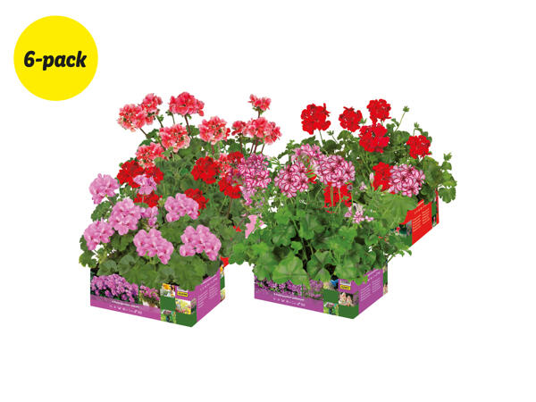 Pelargoner, hängande och stående