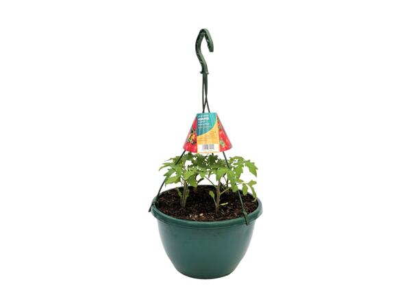 Tomato Hanging Basket