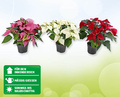 Weihnachtsstern