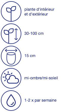 Herbes ornementales vivaces