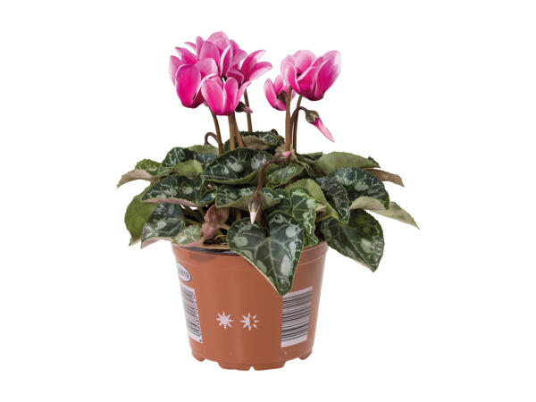 Cyclamen