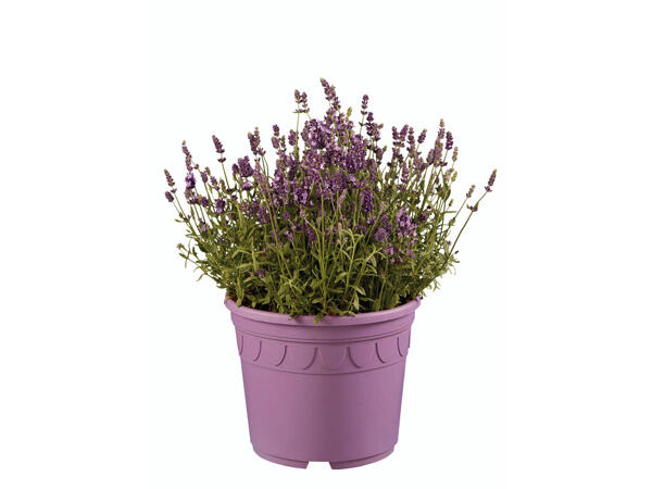 Extragroßer Lavendel