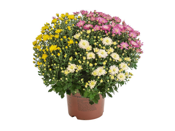 Trefarvet Chrysanthemumbusk
