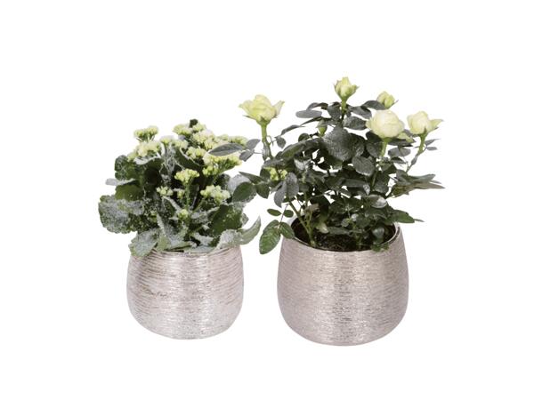 Blomma i festkruka